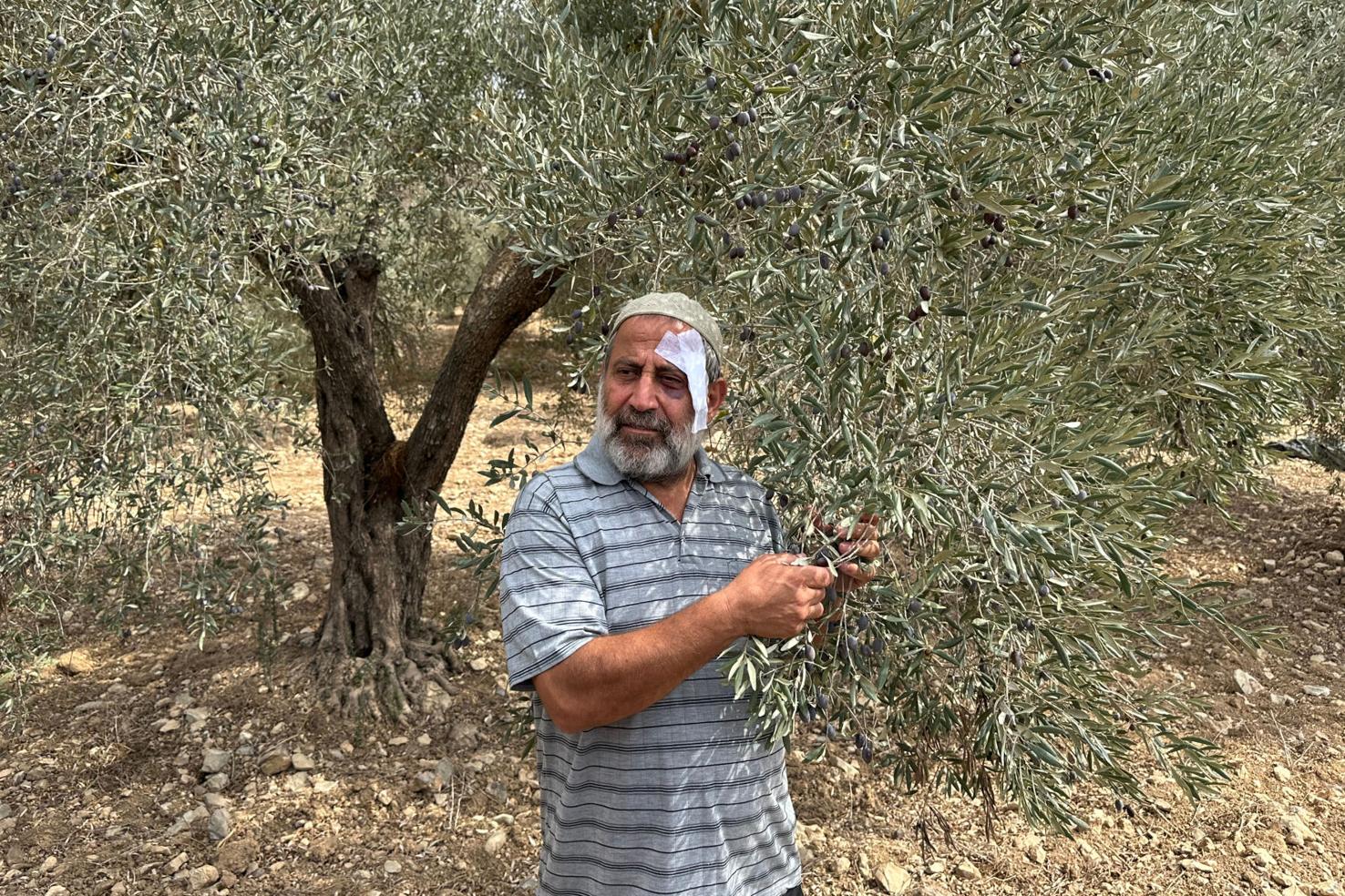 Israel-Palestinians-Olive Harvest Explainer | National News ...