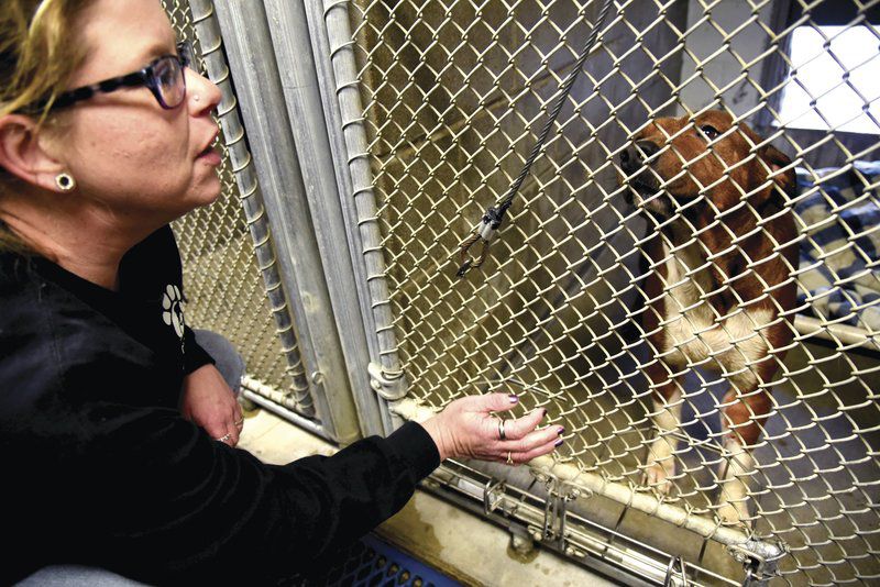 Police confirm local rescue of 8 dogs Local News