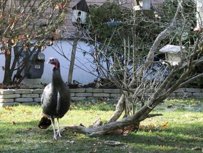 Wild Turkey Terrorizes Massachusets Condominium Complex Featured