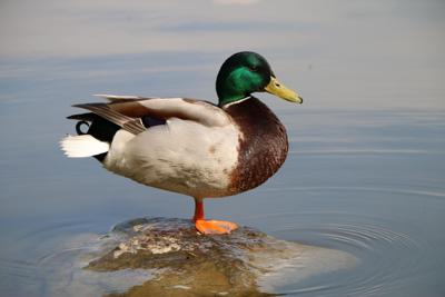 Botulism Kills Dozens Of Ducks In Michigan Featured Stories Cnhi Com
