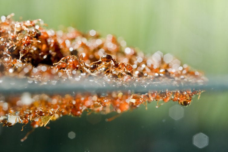 How do fire ants form giant rafts to survive floods? Featured Stories