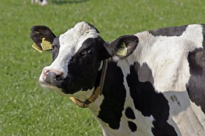 Atypical Mad Cow Disease Detected In Alabama Featured Stories Cnhi Com
