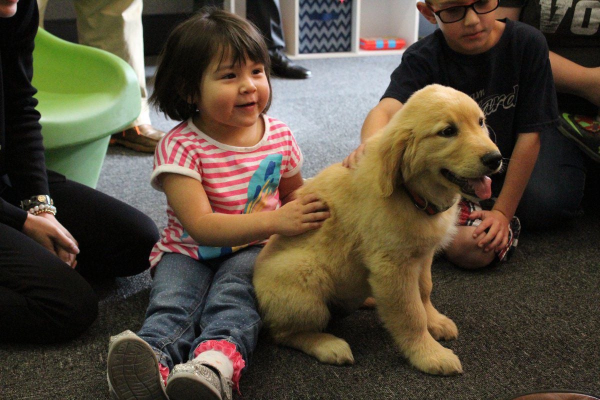 foster therapy dogs