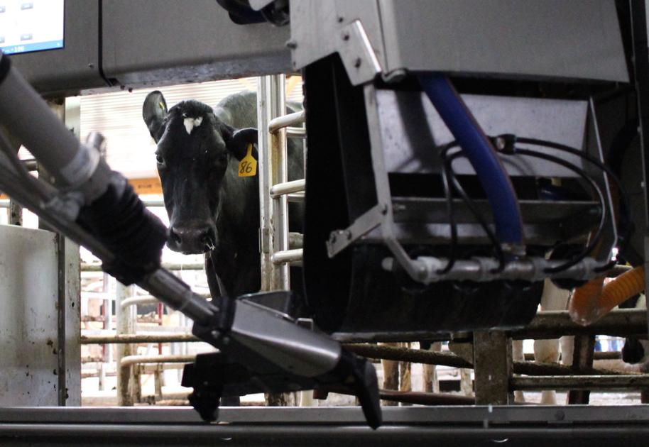 Video Robots Milk Cows On Kentucky Dairy Farm Featured Stories Cnhi Com