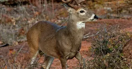 Some state hunting and fishing rules changing for 2026-27
