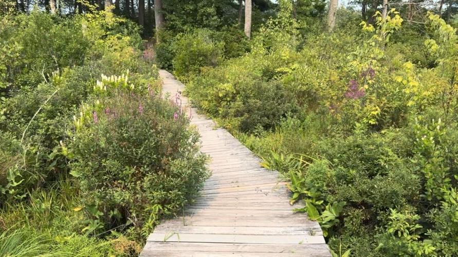 Plans underway to repair SwampWalk Massachusetts cnhinews com