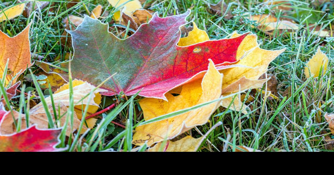 Why do leaves fall off trees at this time of year? Here's the science