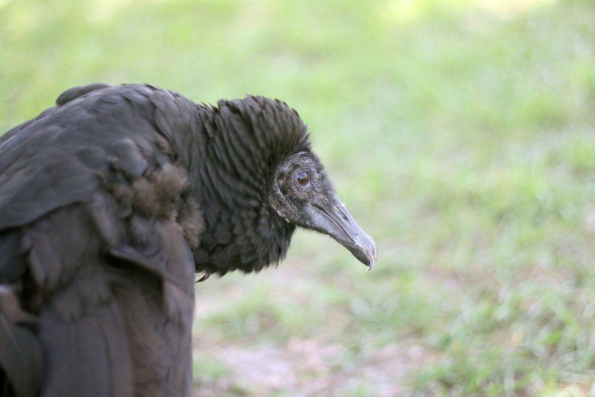 Black Vulture Project - Pleasant Hill Park