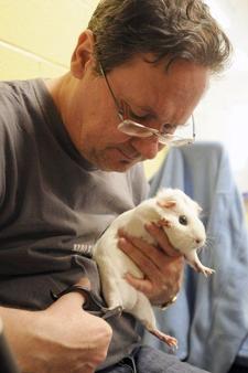 Guinea pig-a-palooza: 100 gather to celebrate their pets | News