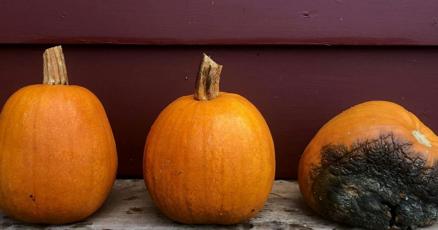 How to keep your jack-o'-lantern from turning into moldy, maggoty mush before Halloween