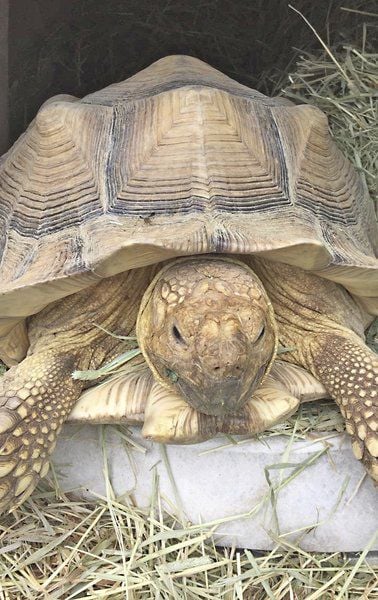 16-year-old pet tortoise shot by Indiana farmer after escaping neighbor ...