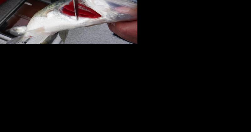 MARTINO: What are pros to bleeding fish you plan on eating?