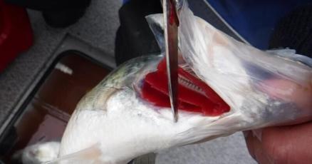 MARTINO: What are pros to bleeding fish you plan on eating?