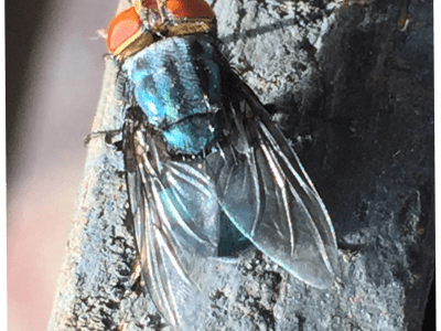 screwworm fly mug 1