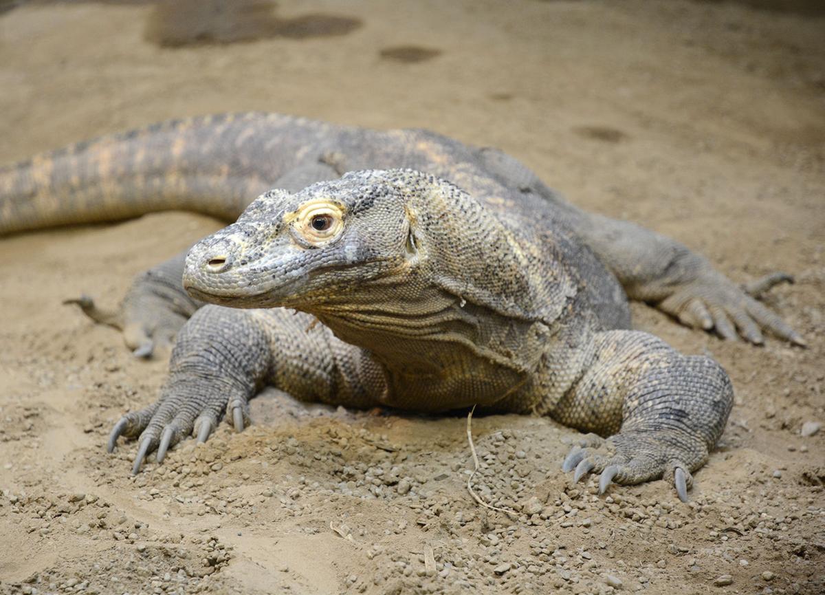 Love at first bite?: Komodo dragon breeding can be deadly, expert says