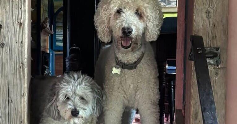 Fishtown Local: Old age and old dogs
