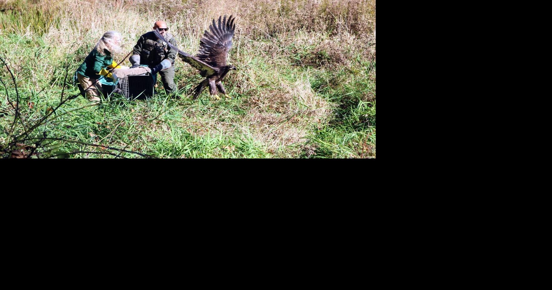 'Quite the showoff': Bald eagle circles for crowd in first free flight
