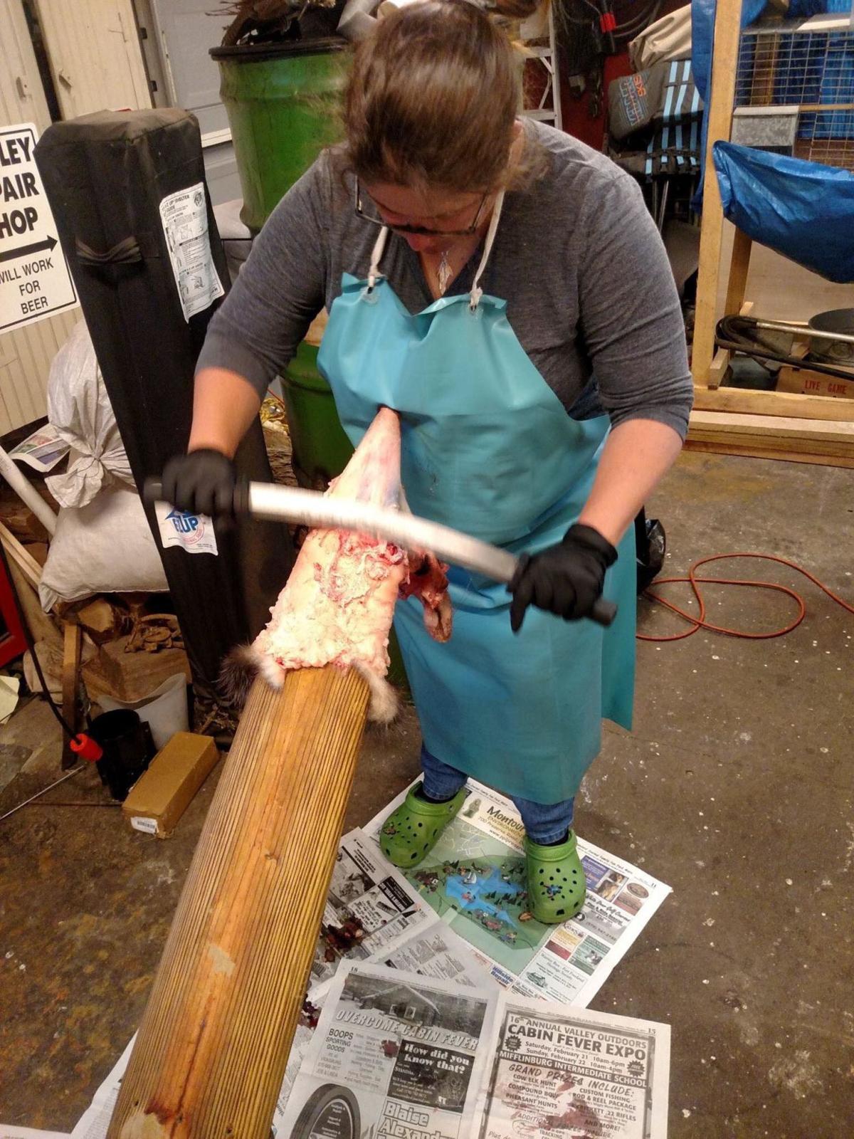 Pennsylvania Trapping Trends Positive Despite Poor Fur Prices