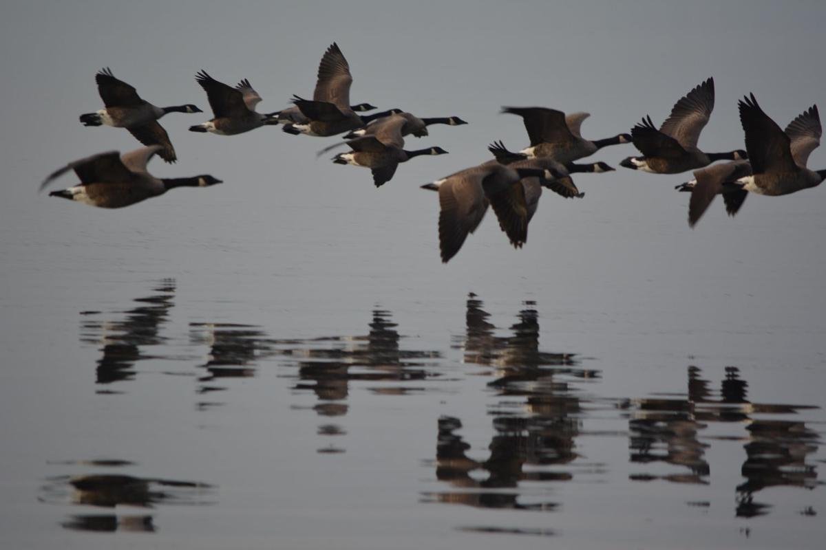 There s A Reason Some Birds Don t Seem To Fly South For Winter Anymore There s a reason some birds don t seem to fly south for winter anymore