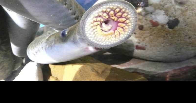 Queen Elizabeth loves lamprey, which is fine with Great Lakes fishermen ...