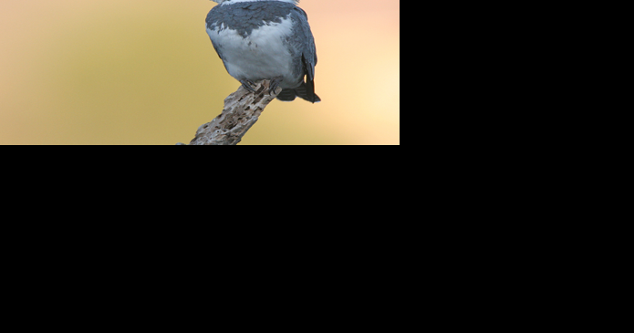 Thoughts on Patrick McManus' "Letter From a Kingfisher"