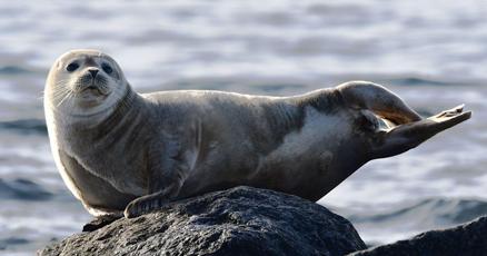 Marine experts say new births bring new strandings