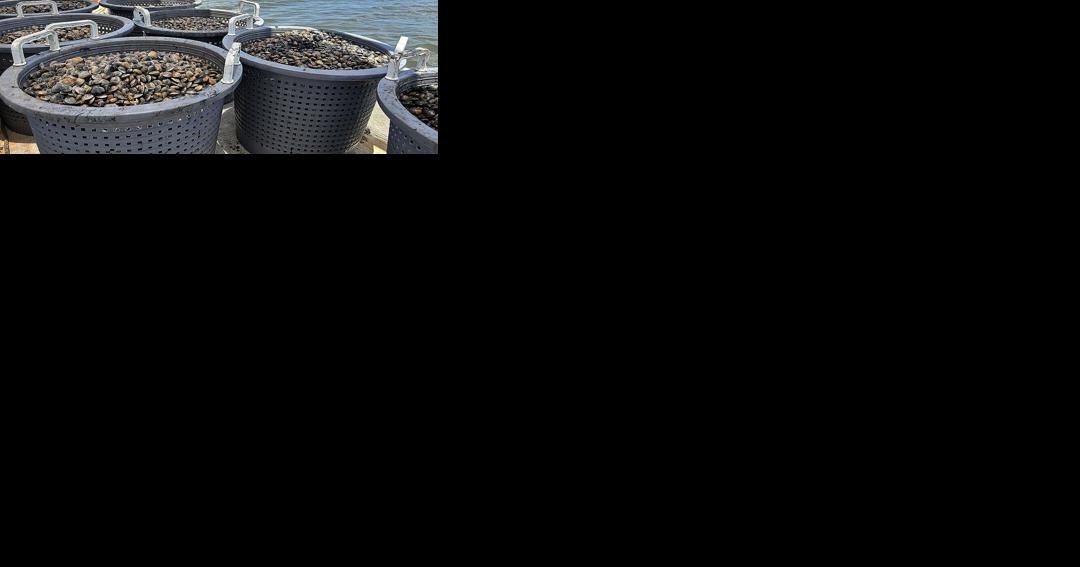 Could shellfish farming fix Florida's algal bloom problem?