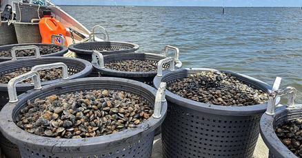 Could shellfish farming fix Florida's algal bloom problem?