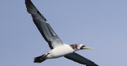 Fin & Feather Corner: The booby in our wake