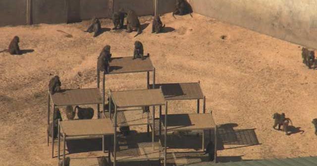 Hundreds of baboons to be relocated from facility | News | cnhinews.com