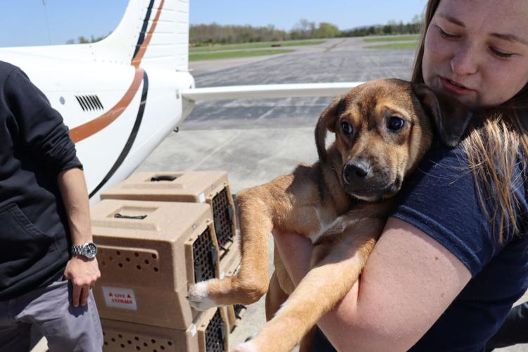 Volunteer pilots helping at-risk dogs | | cnhinews.com