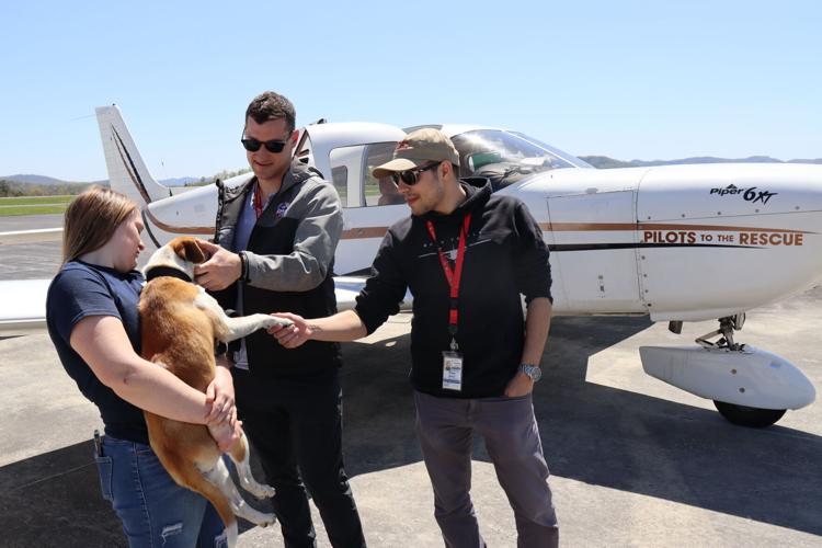 Volunteer pilots helping at-risk dogs | | cnhinews.com