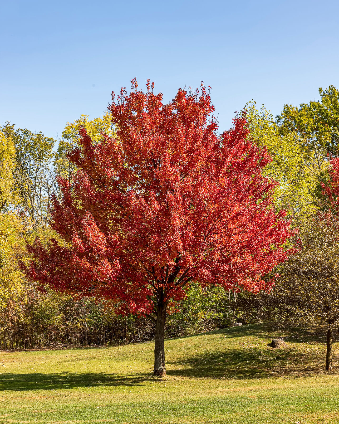 Multicolor Tree Native Native trees for coastal fall color | Column Gardening ...