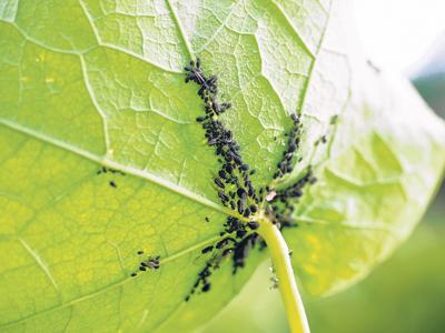 Recognizing the enemy - Coastal Illustrated: Coastal Columns