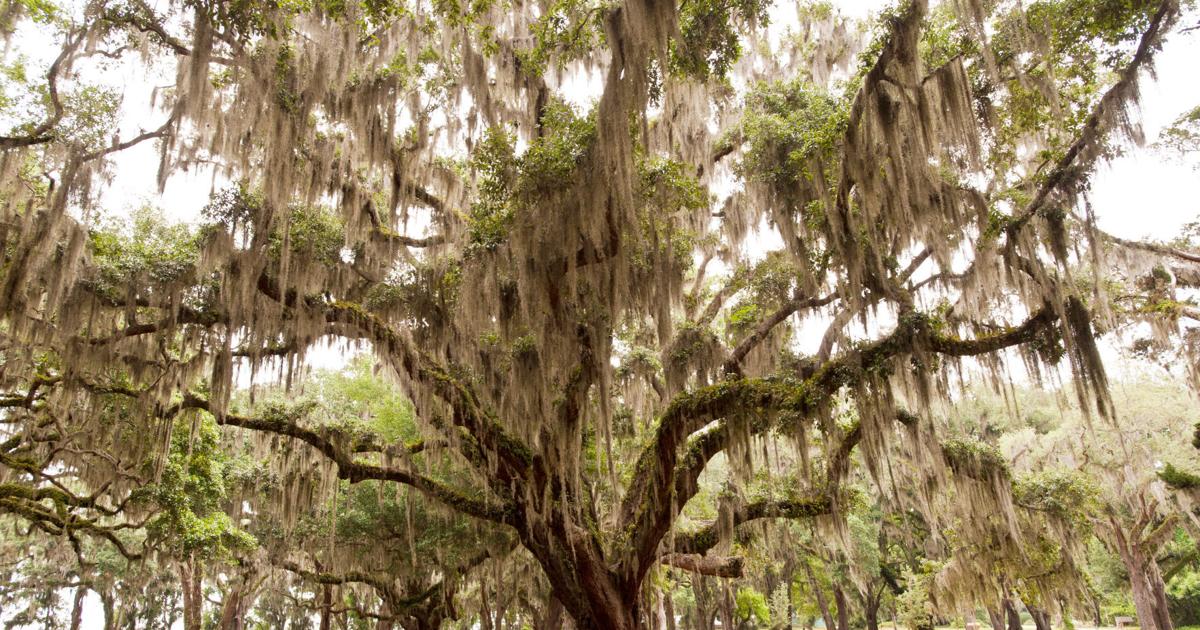 When the leaves fall | Column Gardening | coastalillustrated.com