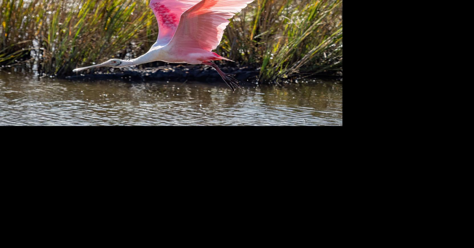 Secrets to great pics: Pro tips for aspiring shutterbugs | Ci ...
