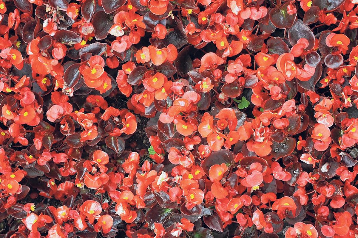 The dramatic Dragon Wing begonia - Coastal Illustrated: Coastal Columns