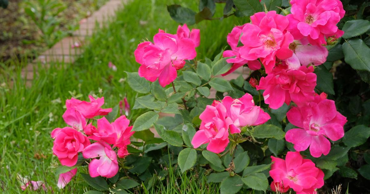 One spectacular rose | Column Gardening | coastalillustrated.com