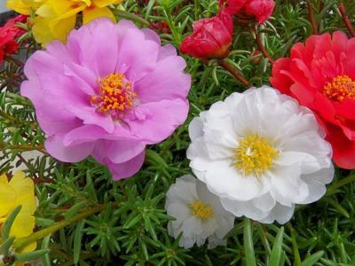 Plants Reactions To Stimuli Coastal Illustrated Column Gardening