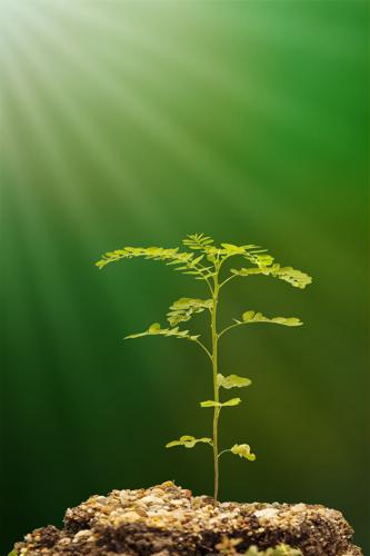 A tenacious weed - Coastal Illustrated: Column Gardening