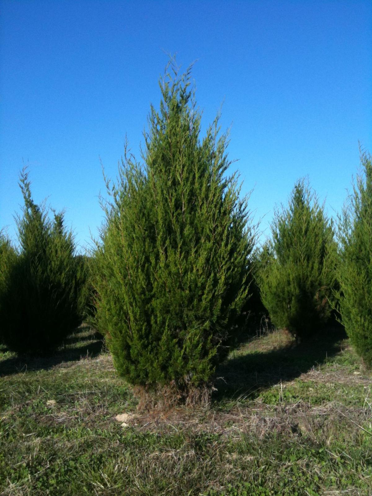 Blooming Issues Native Eastern Red Cedar in the Home Landscape