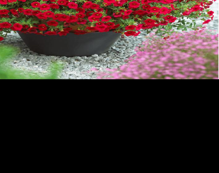 Planting Containers Of Winter Color Coastal Illustrated Ch