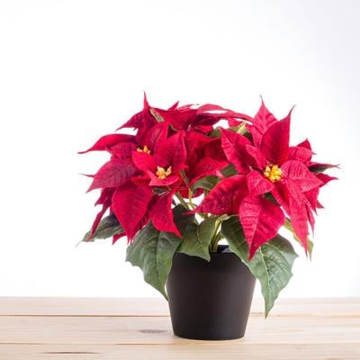 092619_poinsettiasale