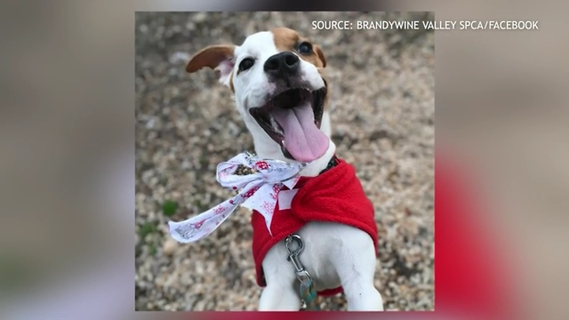 Brandywine Valley SPCA