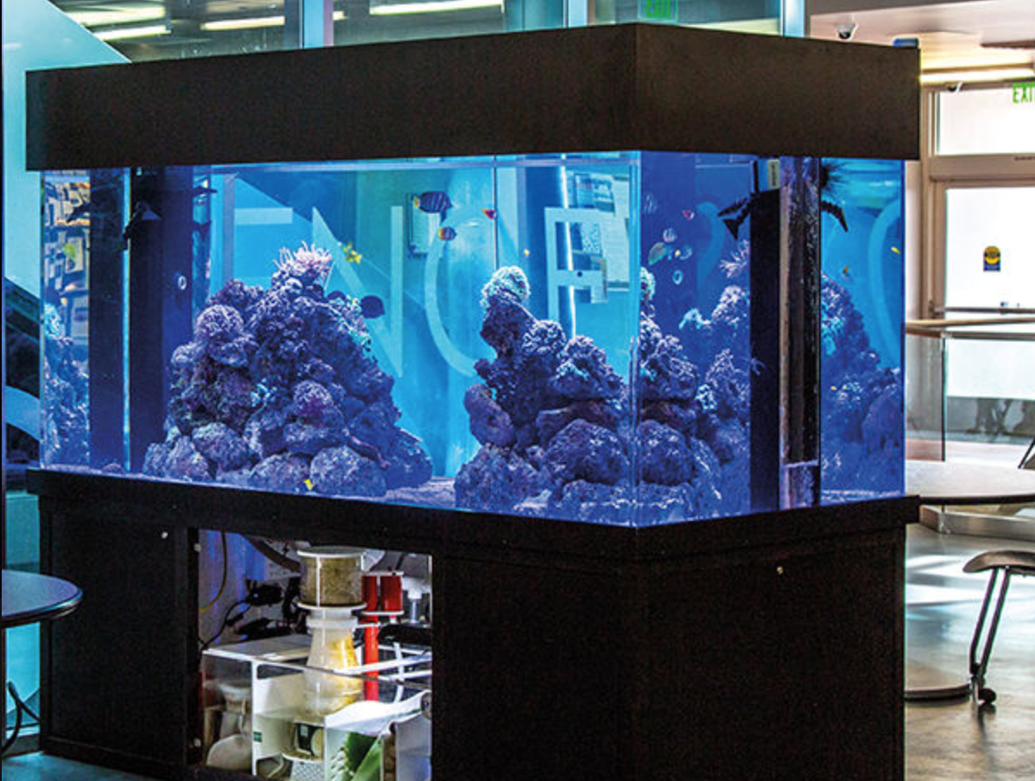 OCC’s Kelly Aquarium cycles through pandemic shut downs Features