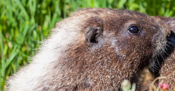 Living with gophers | Coastside Magazine Online | coastsidenews.com
