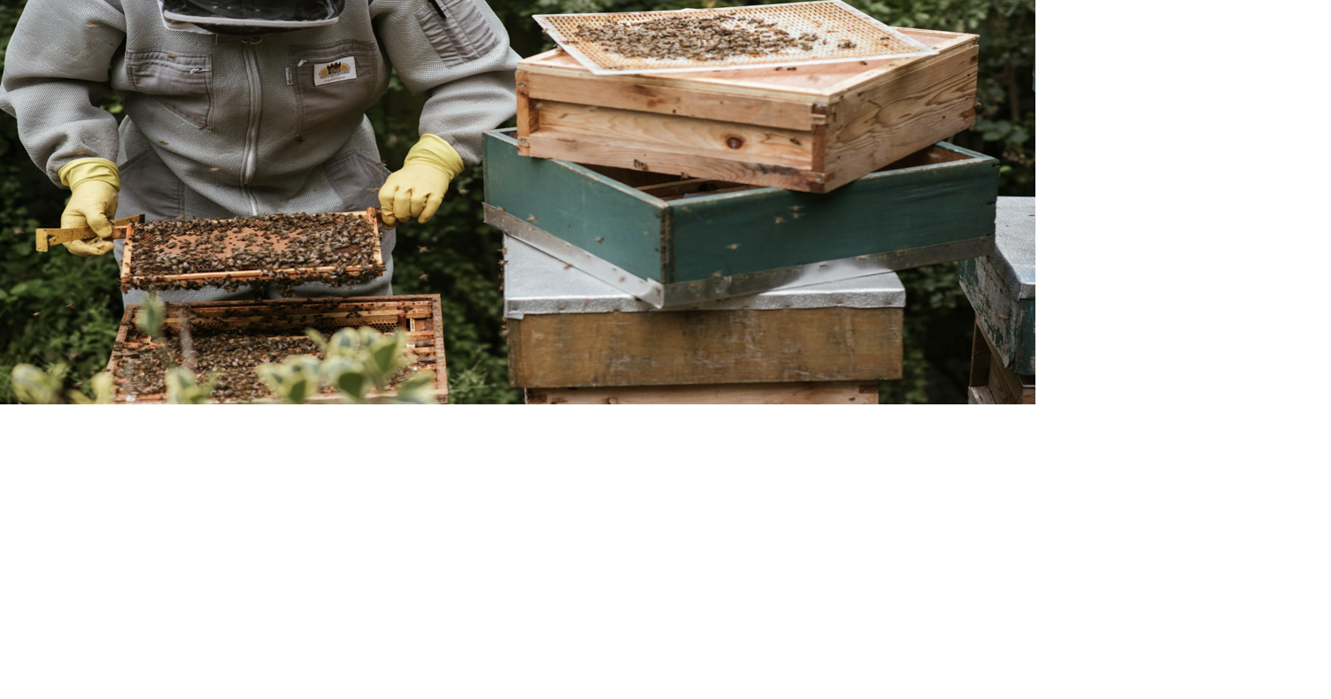 QuipTide: Bee all that you can bee
