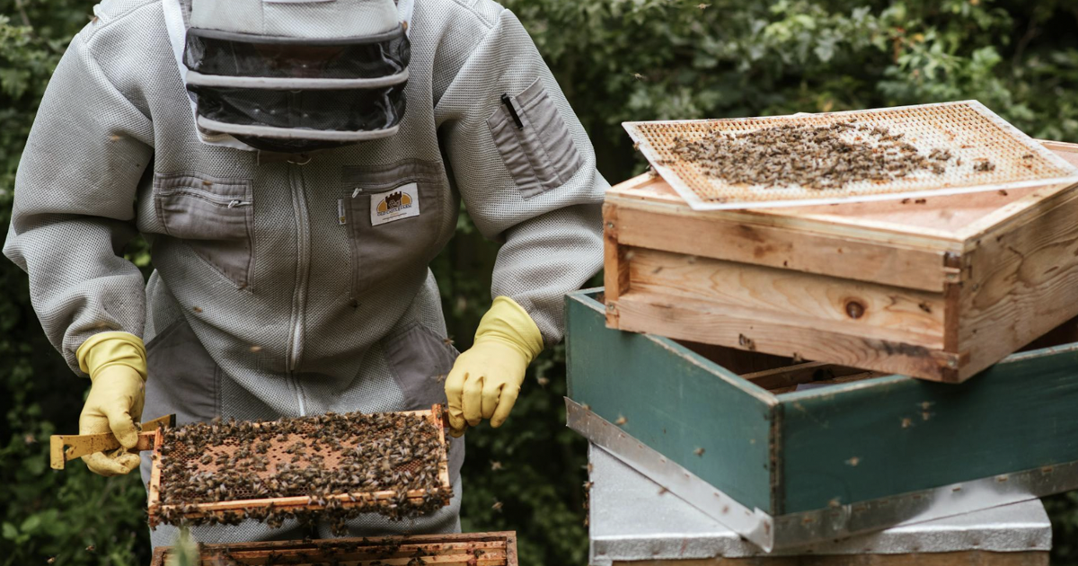 QuipTide: Bee all that you can bee