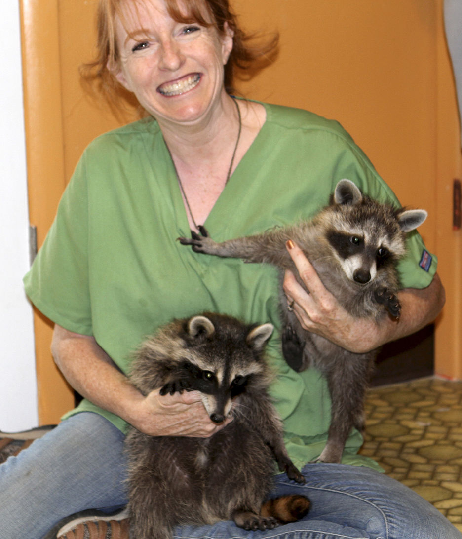 Baby raccoons are double trouble | People | codyenterprise.com