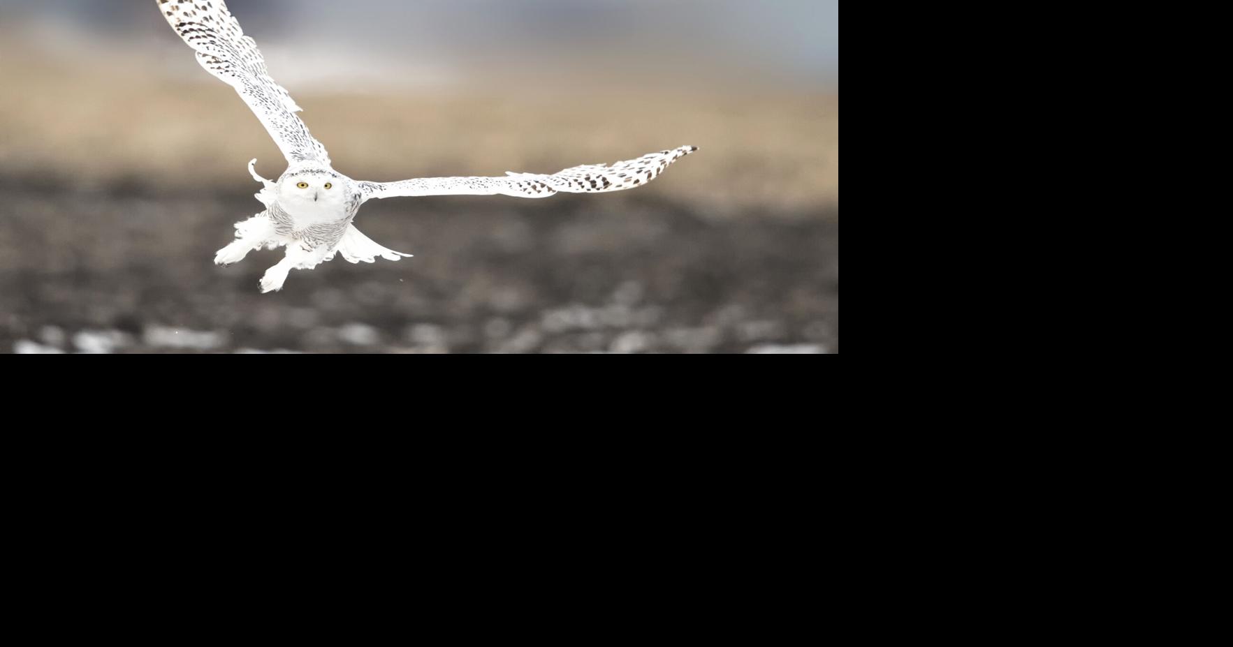 The ‘Avian icon of the Arctic’